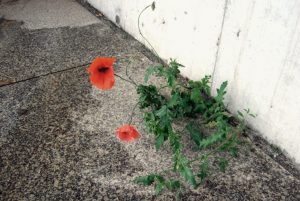 Roter Mohn im Beton